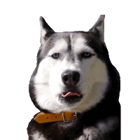 Unimpressedhusky Sticker