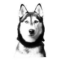 unimpressedhusky unimpressedhusky huskyjuno Sticker