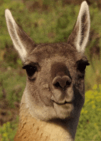 Llama Eating GIF