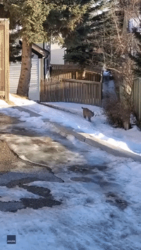 'Where Ya Going, Kitty?': Bobcat Prowls Along Fence in Calgary