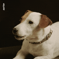 Woof No GIF by ARTEfr