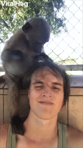 Monkey Gives a Detailed Grooming