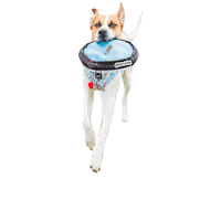 tstarch crazy boy play bounce Sticker