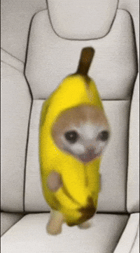 Gato GIF