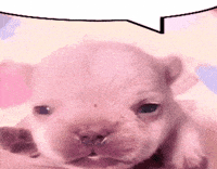 Pibble GIF