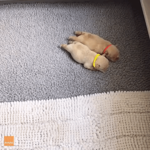 The Tiniest French Bulldogs You'll Ever See