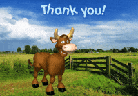 Cows Expressions GIF