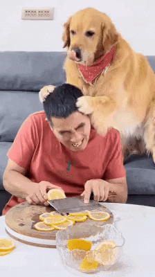 cuteanimalland giphyupload GIF