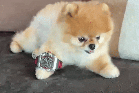 Pomeranian Kroshka GIF