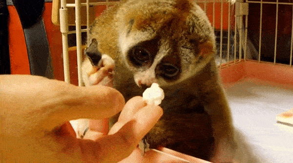 likedhu giphyupload monkey popcorn GIF