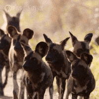 Explore Pbs Nature GIF by Nature on PBS