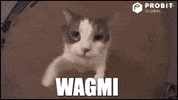 Cat Kitten GIF by ProBit Global