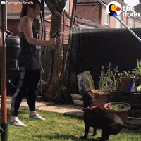 water dogs GIF by The Dodo
