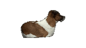 Dog Truffle Sticker