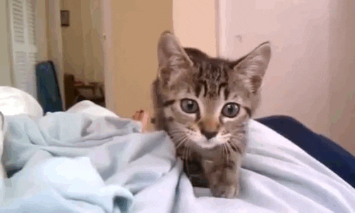 cat shaking GIF
