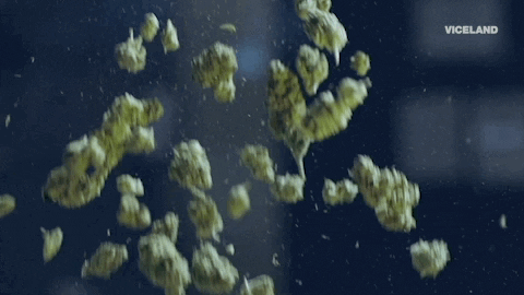 viceland GIF by WEEDIQUETTE