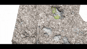 subpoprecords animation animated sub pop subpop GIF