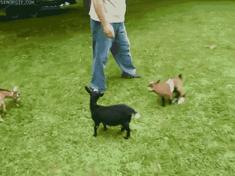 Goat See GIF