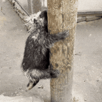 Climb Down Nails GIF by John Ball Zoo