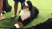 dog show GIF by Westminster Kennel Club