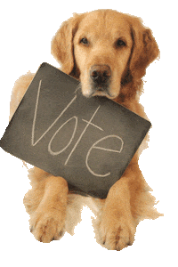 Golden Retriever Dog Sticker