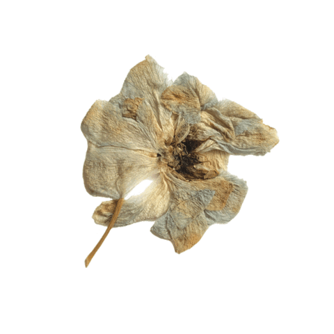 Flower Osn Sticker by Our Second Nature