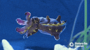 metasepia pfefferi tentacles GIF by Monterey Bay Aquarium