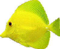 fish STICKER