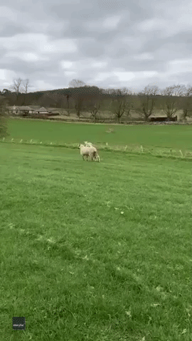 Sweet Ride: Lamb Takes a Jaunt on Sheep's Back