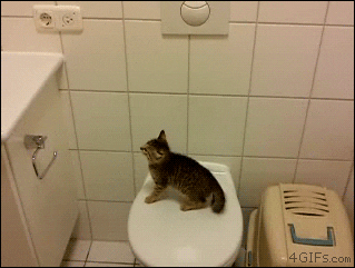 nn GIF