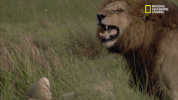 big cat week GIF by Nat Geo Wild 