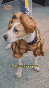 Cute Dog GIF by Sophia Peer