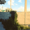 bunch huskies GIF