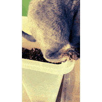 ekekeklunagarcia cats funnycat Sticker
