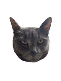Cat Sticker by Wheelhouse Studio