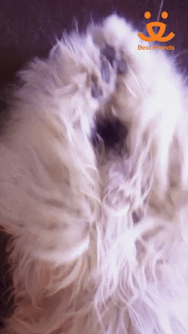 Best Friends GIF by Best Friends Animal Society