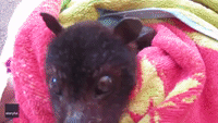 Toothless Bat Recovers at Queensland Home Following Adverse Weather Conditions