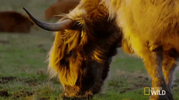highlands cattle GIF by Nat Geo Wild