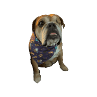 Harry Potter Phoenix Sticker by Geekster Pets