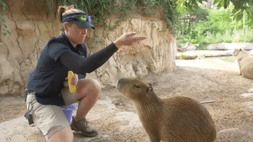Baby Capybara Siblings Learn New Tricks at Houston Zoo