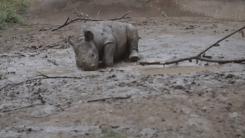 Rhinos Romp and Roll in Mud at Cincinnati Zoo