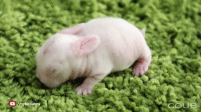 baby bunny GIF