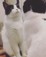 Dancing Cat Gets Her Wiggle On