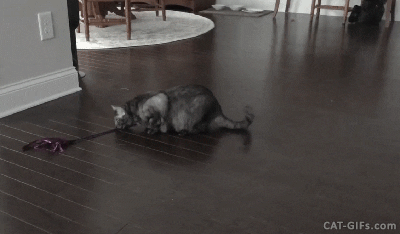 cat toy GIF