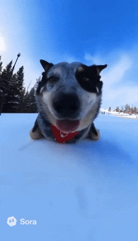 Granteeoh dog snow ski giphycreatortest GIF