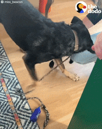 Dog GIF by The Dodo