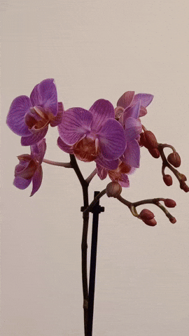 Simongip giphyupload GIF