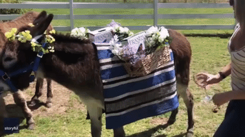 Dressed-Up Donkey Carries Precious Wine Cargo