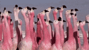 flashapp flash flamingo flamingos flashbeneficios GIF