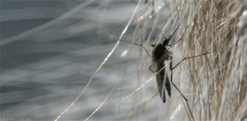 insect GIF